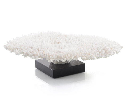 Picture of TABLE CORAL ON A GRAND SCALE