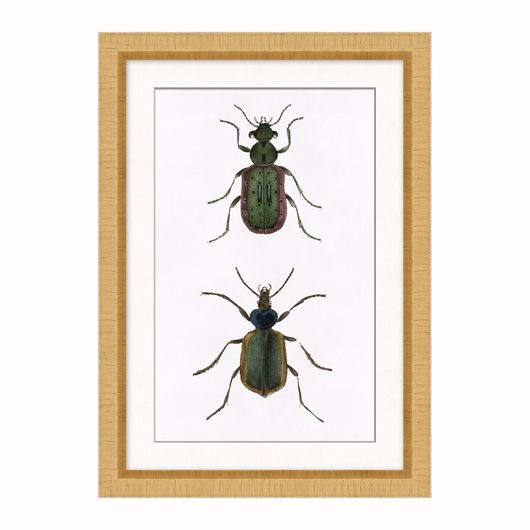 Picture of BEETLE STUDY 1